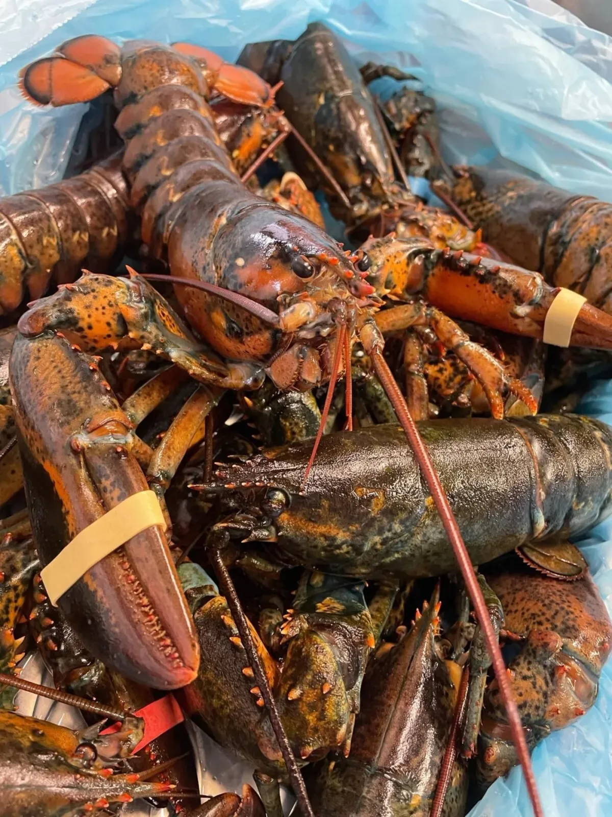 Villa la Ruche foto 5