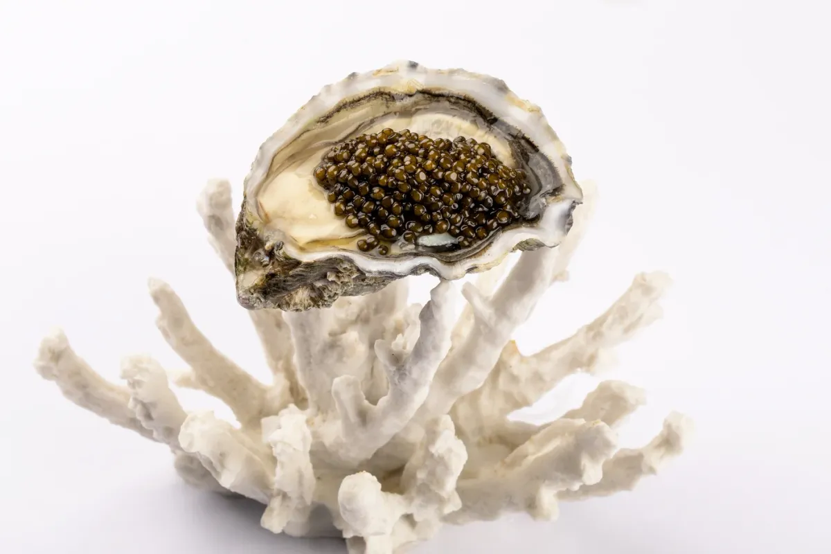 Visaandeschelde foto 3